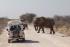 Elephants on the Road